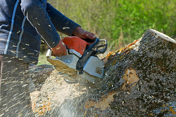 Best Tree Root Removal  in Moosic, PA